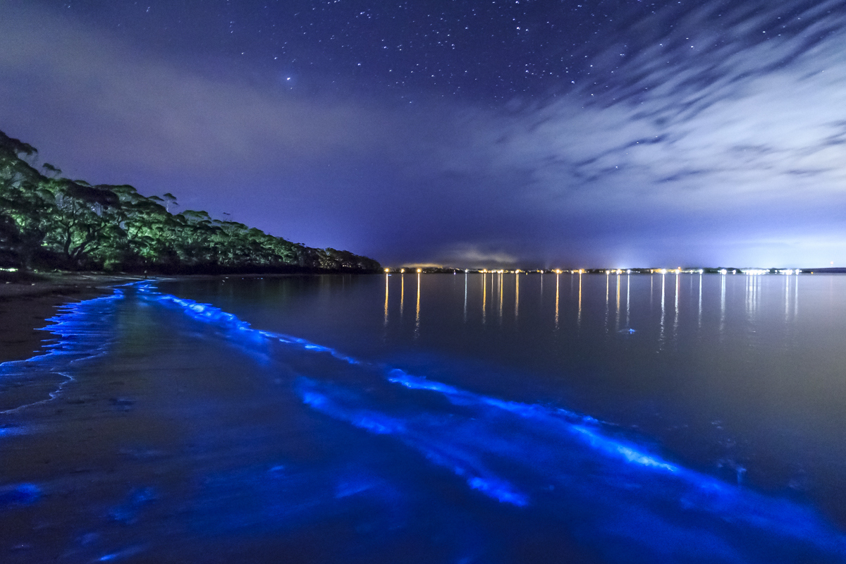 Swimming in Bioluminescent Waters in Puerto Rico