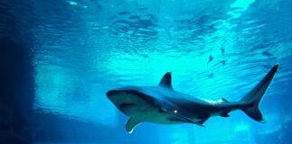 The 6 Deadliest Sharks in the World's Oceans