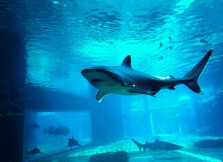 The 6 Deadliest Sharks in the World's Oceans