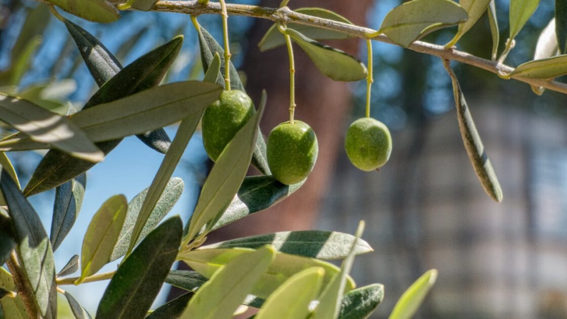 The olive oil benefits are among the most studied in nutrition. Learn what makes extra virgin so powerful how much to consume and how to choose the real thing. - olive oil benefits