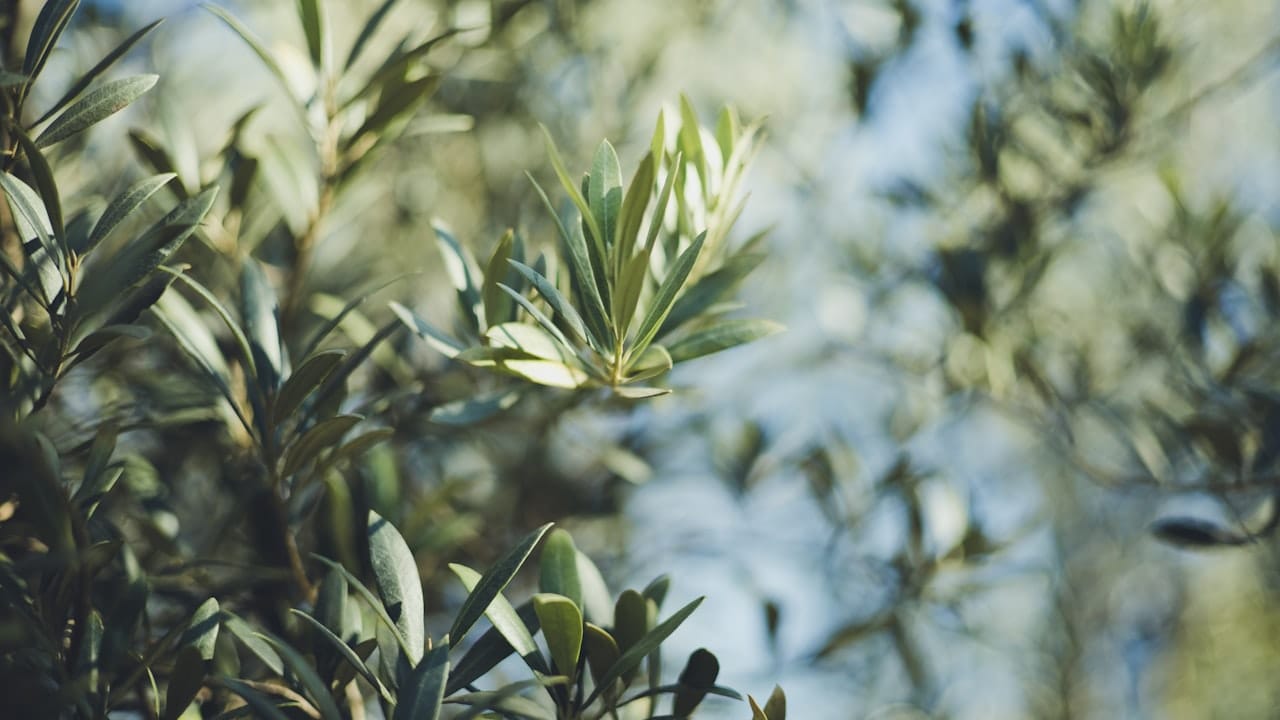 olive oil benefits